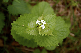 位圖 植物圖案 花朵 寫實花卉 野花 免費素材