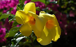 位圖 植物圖案 花朵 寫(xiě)實(shí)花卉 牽牛花 免費(fèi)素材