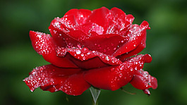 位圖 植物圖案 花朵 寫(xiě)實(shí)花卉 玫瑰 免費(fèi)素材