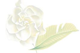 韓國PSD精美花紋矢量背景模版264