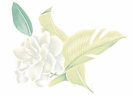 韓國(guó)PSD精美花紋矢量背景模版263