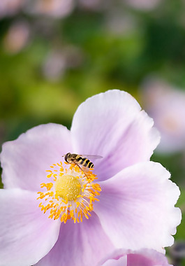 位圖 植物 花朵 寫實(shí)花卉 野花 免費(fèi)素材