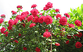 位圖 植物 花朵 寫(xiě)實(shí)花卉 月季 免費(fèi)素材