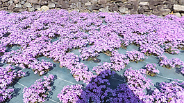 位圖 植物 花朵 寫實(shí)花卉 野花 免費(fèi)素材