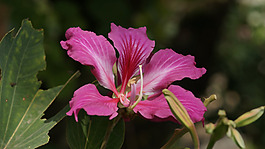 位圖 植物 花朵 寫實(shí)花卉 野花 免費(fèi)素材