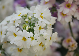 位圖 植物圖案 花朵 寫實花卉 小桃花 免費素材