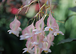 位圖 植物圖案 花朵 寫實(shí)花卉 野花 免費(fèi)素材