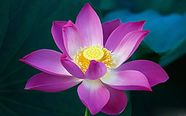 位圖 植物圖案 花朵 寫(xiě)實(shí)花卉 荷花 免費(fèi)素材