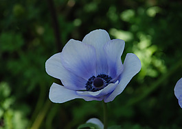 位圖 植物圖案 花朵 寫實(shí)花卉 野花 免費(fèi)素材