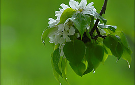 位圖 植物 花朵 寫實(shí)花卉 超高清 免費(fèi)素材