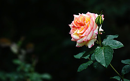 位圖 植物 花朵 寫(xiě)實(shí)花卉 超高清 免費(fèi)素材