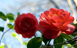 位圖 植物 花朵 寫實(shí)花卉 超高清 免費(fèi)素材