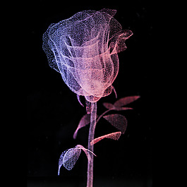 位圖 植物圖案 花朵 花卉 玫瑰花 免費素材