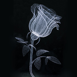 位圖 植物圖案 花朵 花卉 玫瑰花 免費素材