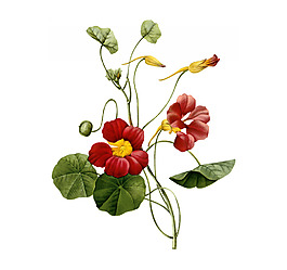 位圖 植物圖案 寫意花卉 花朵 免費(fèi)素材