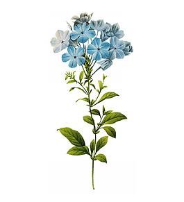 位圖 植物圖案 寫(xiě)意花卉 花朵 免費(fèi)素材