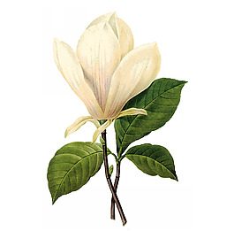 位圖 植物圖案 寫意花卉 花朵 免費素材