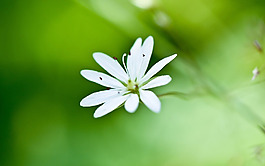 位圖 植物 花朵 寫實(shí)花卉 超高清 免費(fèi)素材