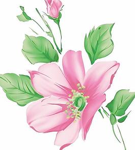 韓國(guó)PSD精美花紋矢量背景模版126