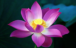 位圖 植物 花朵 寫實花卉 超高清 免費(fèi)素材