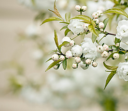 位圖 植物圖案 花朵 寫實花卉 小桃花 免費素材