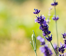 位圖 植物圖案 花朵 寫實(shí)花卉 野花 免費(fèi)素材