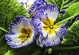 位圖 植物圖案 花朵 寫實(shí)花卉 野花 免費(fèi)素材