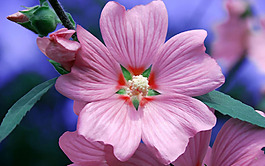 位圖 植物圖案 花朵 寫實花卉 牽?；?免費素材