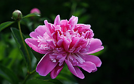 位圖 植物圖案 花朵 寫實花卉 野花 免費素材