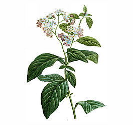 位图 植物图案 写意花卉 花朵 免费素材
