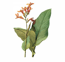 位圖 植物圖案 寫意花卉 花朵 免費(fèi)素材
