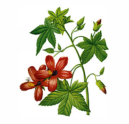 位圖 植物圖案 寫意花卉 花朵 免費(fèi)素材