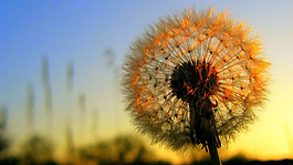 位圖 植物 花朵 寫(xiě)實(shí)花卉 超高清 免費(fèi)素材