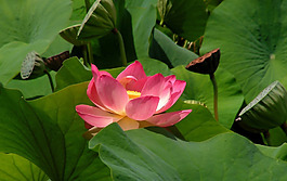 位圖 植物 花朵 寫(xiě)實(shí)花卉 超高清 免費(fèi)素材