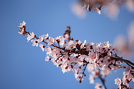 位圖 植物 花朵 寫實(shí)花卉 超高清 免費(fèi)素材