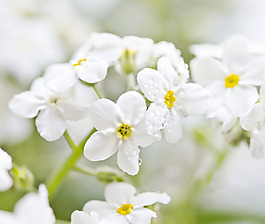 位圖 植物圖案 花朵 寫實花卉 小桃花 免費素材