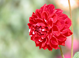 位圖 植物圖案 花朵 寫(xiě)實(shí)花卉 月季 免費(fèi)素材