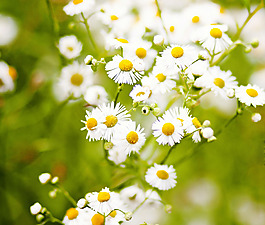 位圖 植物圖案 花朵 寫實花卉 小雛菊 免費素材
