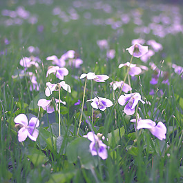 位圖 植物圖案 花朵 寫實花卉 野花 免費素材