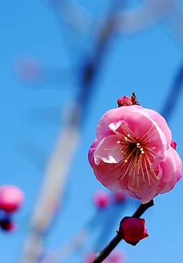 位圖 植物圖案 花朵 寫(xiě)實(shí)花卉 梅花 免費(fèi)素材