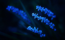 位圖 植物圖案 花朵 寫實花卉 野花 免費素材