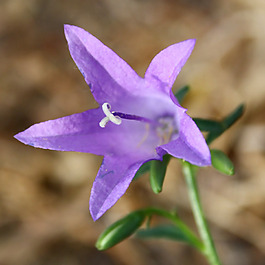 位圖 植物 花朵 寫(xiě)實(shí)花卉 超高清 免費(fèi)素材