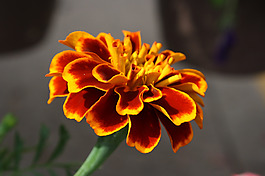 位圖 植物 花朵 寫(xiě)實(shí)花卉 超高清 免費(fèi)素材