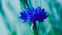 位圖 植物圖案 花朵 寫(xiě)實(shí)花卉 菊花 免費(fèi)素材