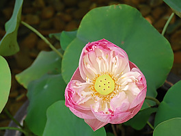 位圖 植物圖案 花朵 寫實花卉 荷花 免費素材