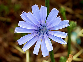 位圖 植物圖案 花朵 寫實花卉 野花 免費素材