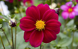 位圖 植物圖案 花朵 寫(xiě)實(shí)花卉 菊花 免費(fèi)素材