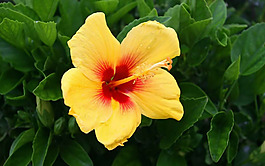 位圖 植物圖案 花朵 寫(xiě)實(shí)花卉 牽?；?免費(fèi)素材