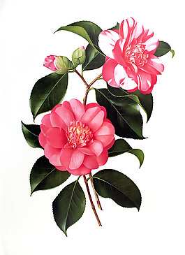 位圖 植物圖案 寫意花卉 花朵 免費素材