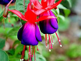 位圖 植物 花朵 寫實(shí)花卉 野花 免費(fèi)素材